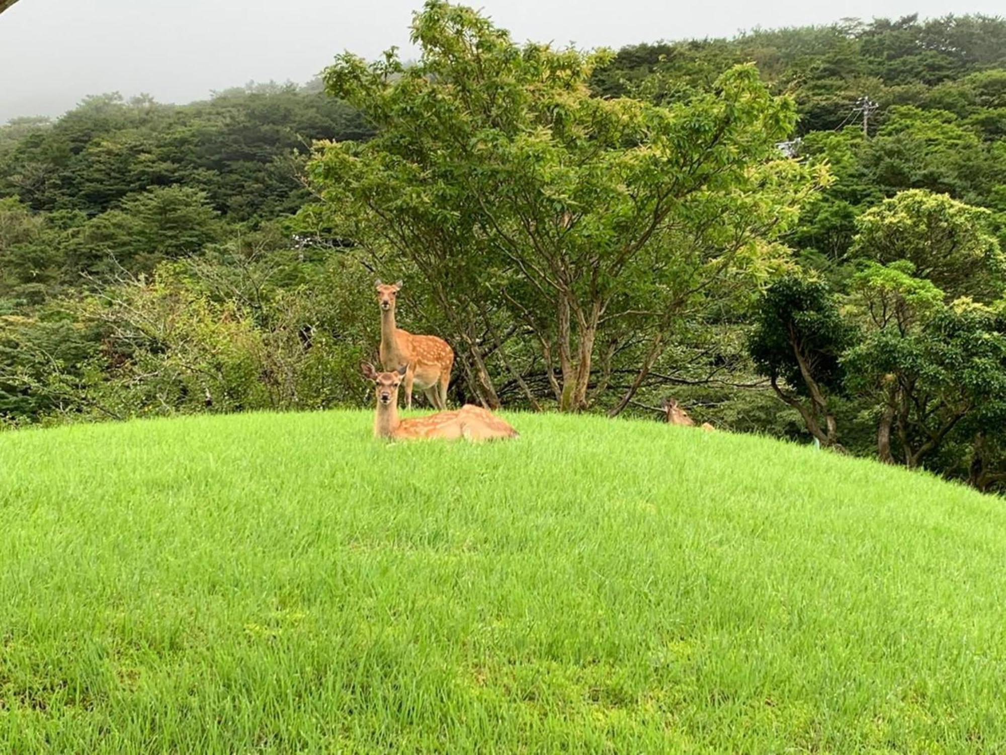 箱根湯の花プリンスホテル 神奈川町 エクステリア 写真